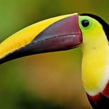 Fotogalerie: Naturwunder Costa Rica - Bild 4