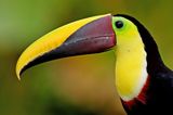 Fotogalerie: Naturwunder Costa Rica - Bild 4