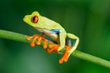 Fotogalerie: Naturwunder Costa Rica - Bild 5