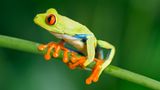 Fotogalerie: Naturwunder Costa Rica - Bild 5