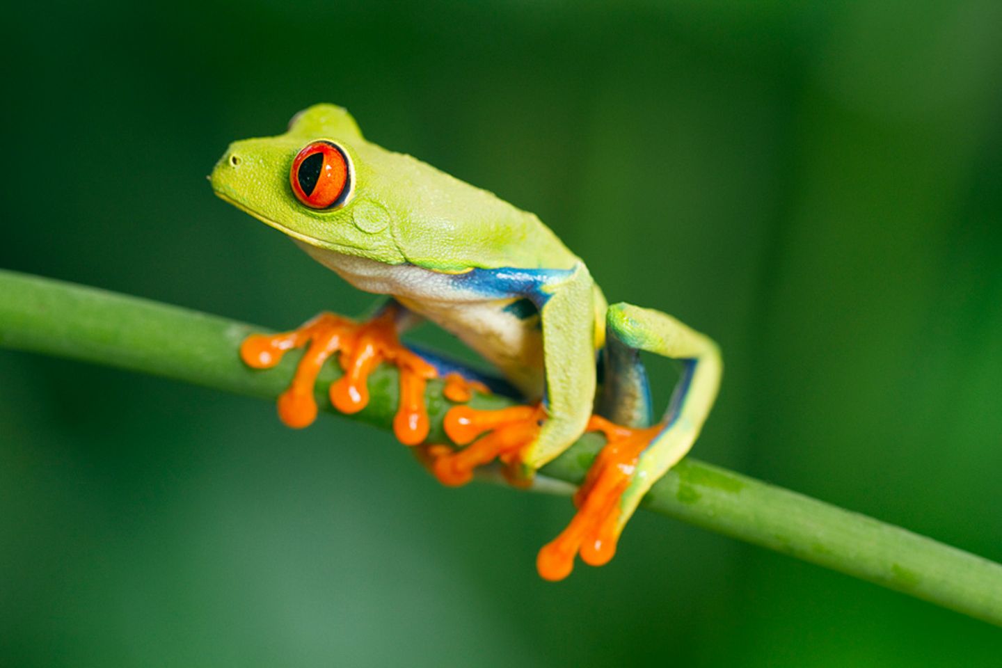 Fotogalerie: Naturwunder Costa Rica - Bild 5