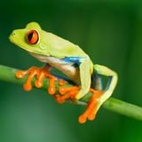 Fotogalerie: Naturwunder Costa Rica - Bild 5