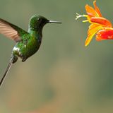 Fotogalerie: Naturwunder Costa Rica - Bild 6