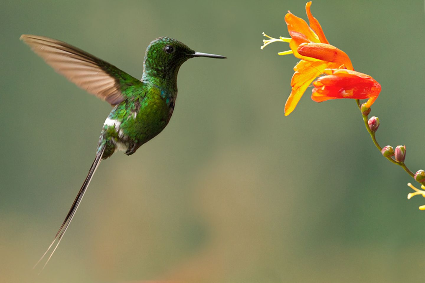 Fotogalerie: Naturwunder Costa Rica - Bild 6