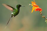 Fotogalerie: Naturwunder Costa Rica - Bild 6