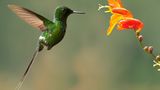 Fotogalerie: Naturwunder Costa Rica - Bild 6