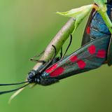 Sechsfleck-Widderchen