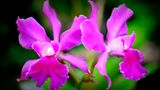 Orchidee