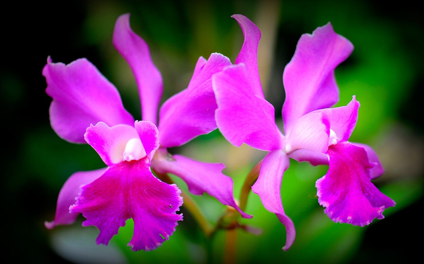 Orchidee