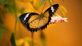 Schmetterling
