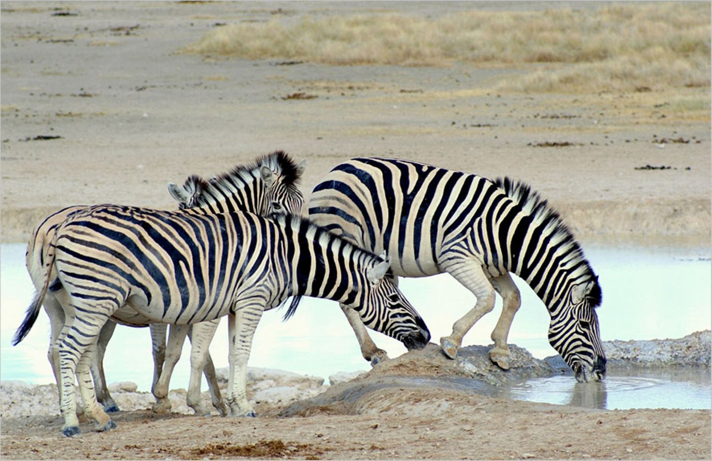 Zebras