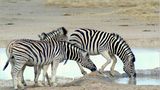 Zebras