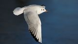 Möwe