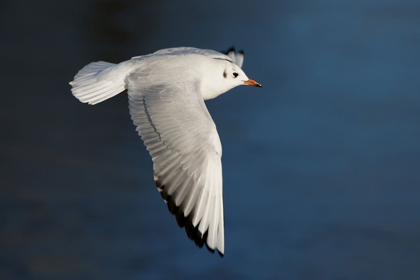 Möwe