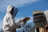 Fotogalerie: "More Than Honey" - Bild 3