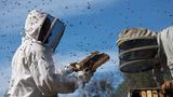 Fotogalerie: "More Than Honey" - Bild 3
