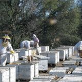 Fotogalerie: "More Than Honey" - Bild 4