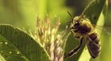 Fotogalerie: "More Than Honey" - Bild 5