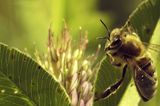 Fotogalerie: "More Than Honey" - Bild 5