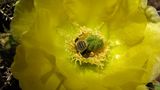 Fotogalerie: "More Than Honey" - Bild 6