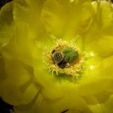 Fotogalerie: "More Than Honey" - Bild 6