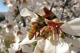Fotogalerie: "More Than Honey" - Bild 7