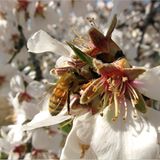 Fotogalerie: "More Than Honey" - Bild 7