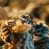 Fotogalerie: "More Than Honey" - Bild 8