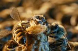 Fotogalerie: "More Than Honey" - Bild 8