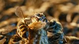 Fotogalerie: "More Than Honey" - Bild 8