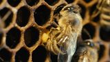 Fotogalerie: "More Than Honey" - Bild 9