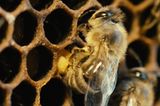 Fotogalerie: "More Than Honey" - Bild 9