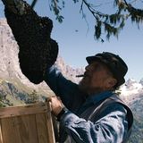 Fotogalerie: "More Than Honey" - Bild 10