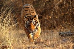 Tiger: Bedrohte Jäger