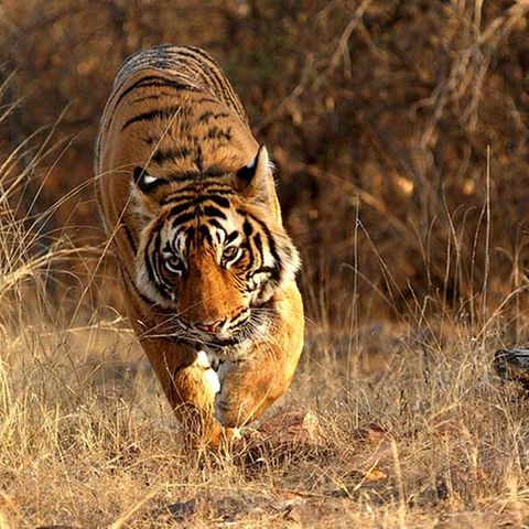 Tiger: Bedrohte Jäger