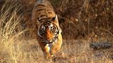 Tiger: Bedrohte Jäger