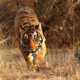 Tiger: Bedrohte Jäger