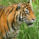 Tiger: Bedrohte Jäger - Bild 2