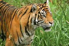 Tiger: Bedrohte Jäger - Bild 2