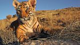 Tiger: Bedrohte Jäger - Bild 3