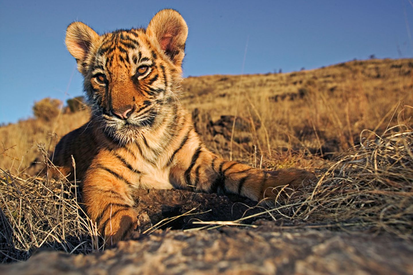 Tiger: Bedrohte Jäger - Bild 3
