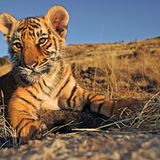 Tiger: Bedrohte Jäger - Bild 3