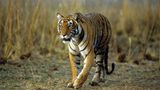 Tiger: Bedrohte Jäger - Bild 4
