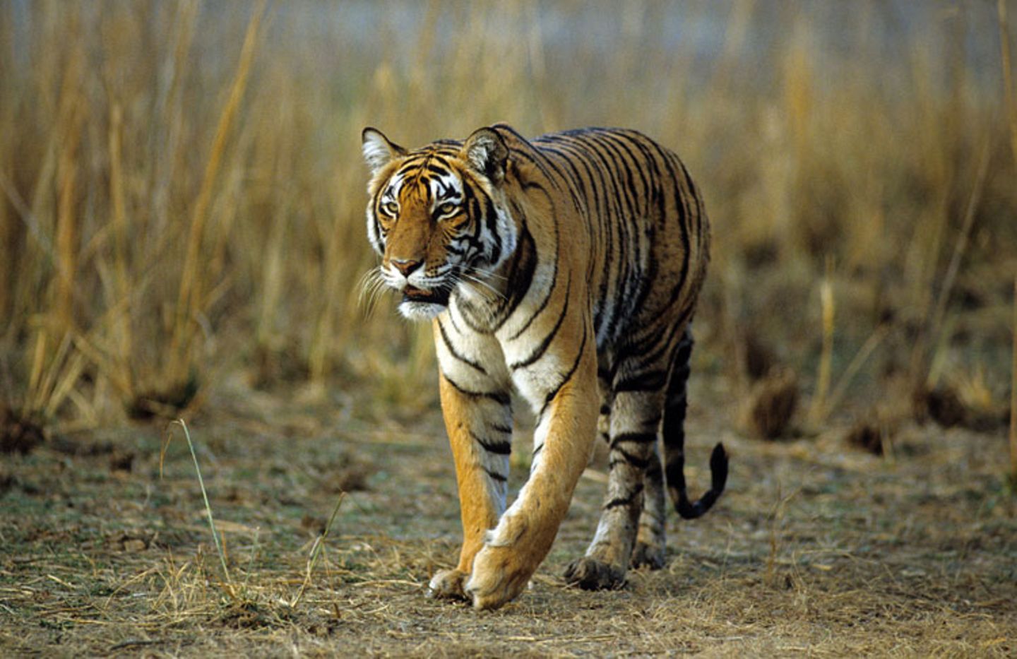 Tiger: Bedrohte Jäger - Bild 4