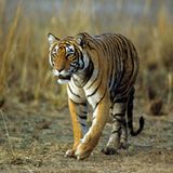 Tiger: Bedrohte Jäger - Bild 4