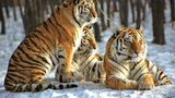 Tiger: Bedrohte Jäger - Bild 5