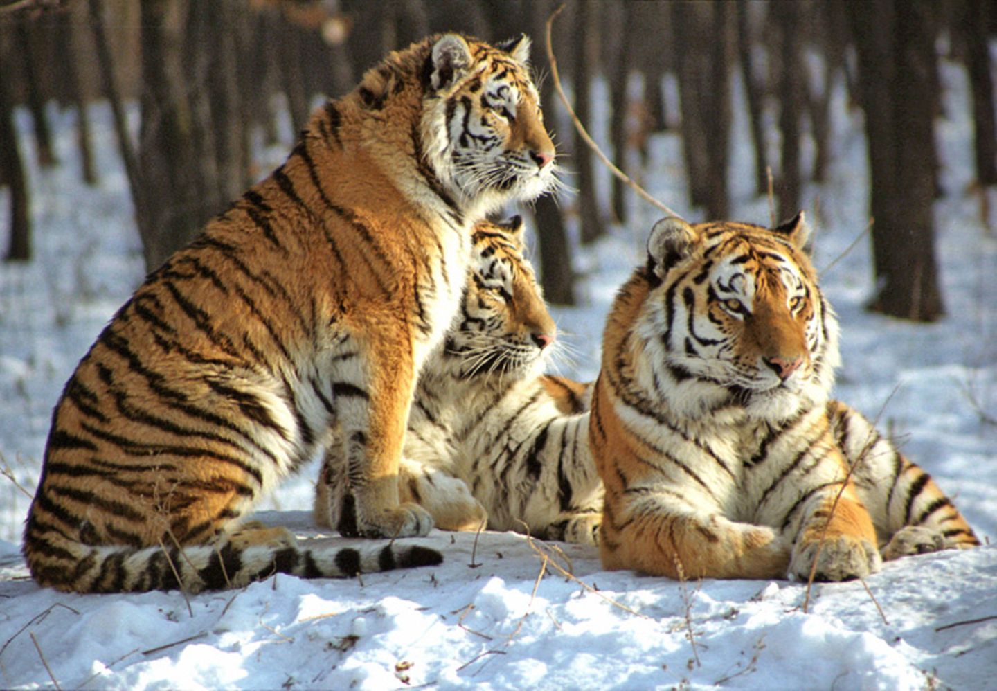 Tiger: Bedrohte Jäger - Bild 5