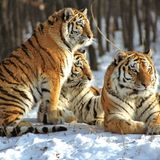 Tiger: Bedrohte Jäger - Bild 5