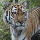 Tiger: Bedrohte Jäger - Bild 6