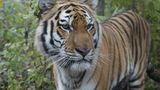 Tiger: Bedrohte Jäger - Bild 6